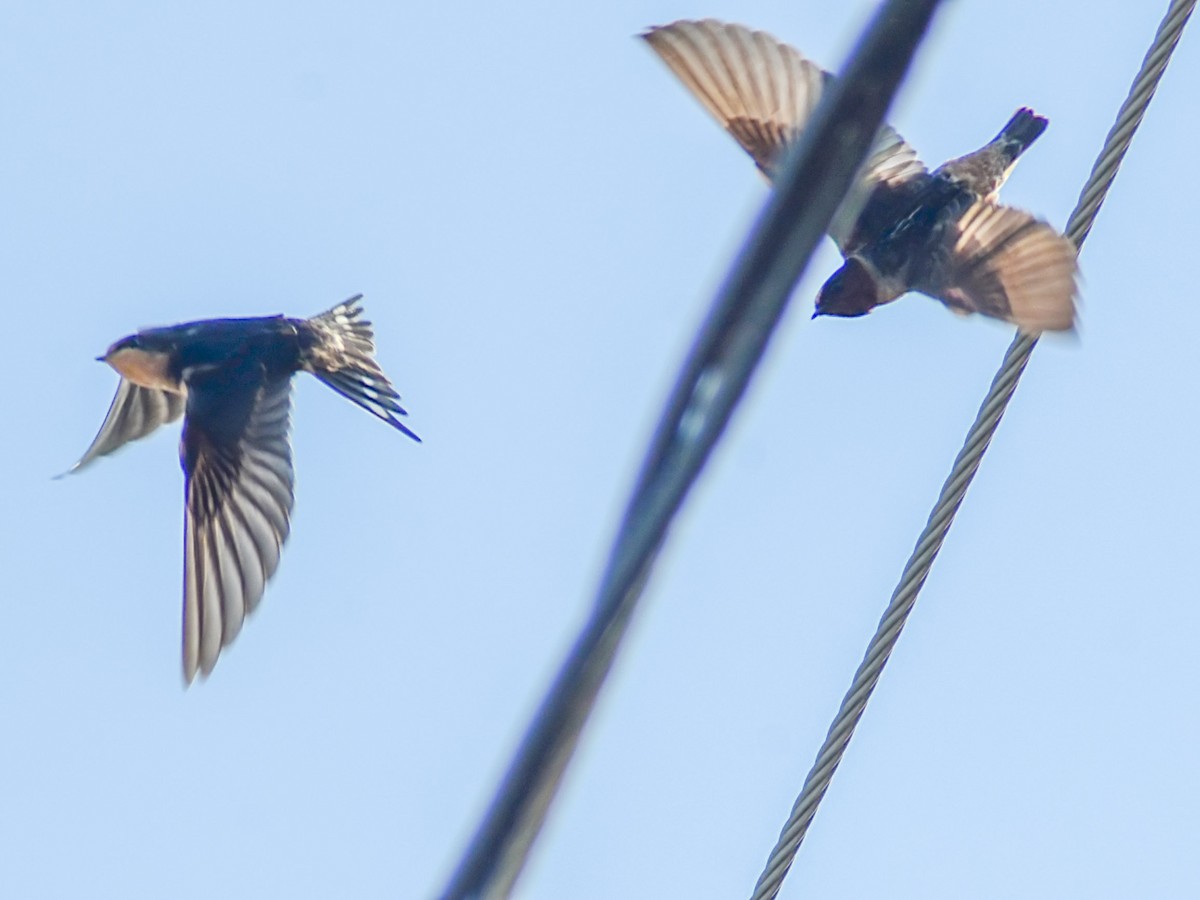 Cliff Swallow - ML608334901