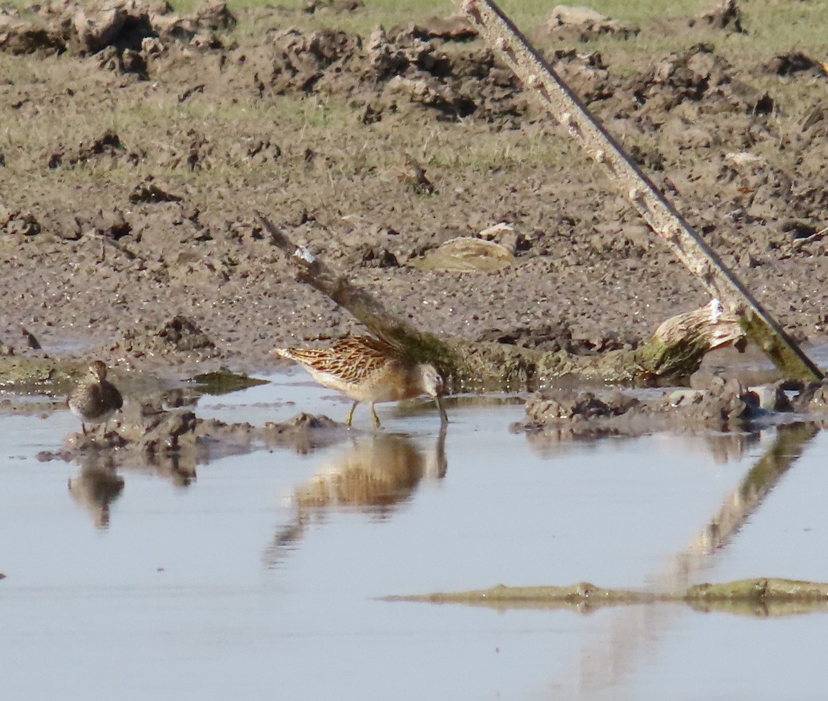 Short-billed Dowitcher - Kelly Holligan