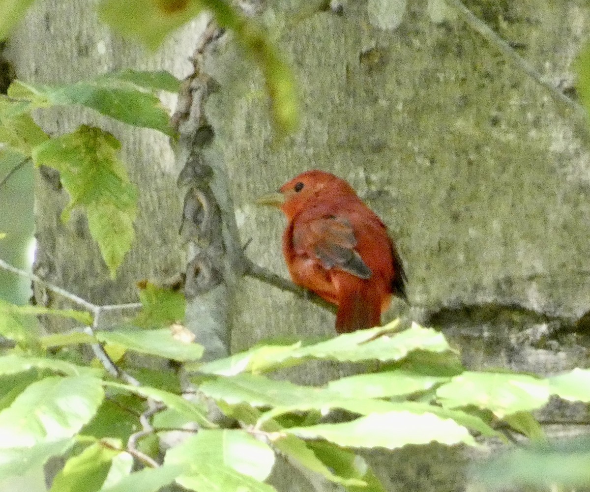 Summer Tanager - ML608335133