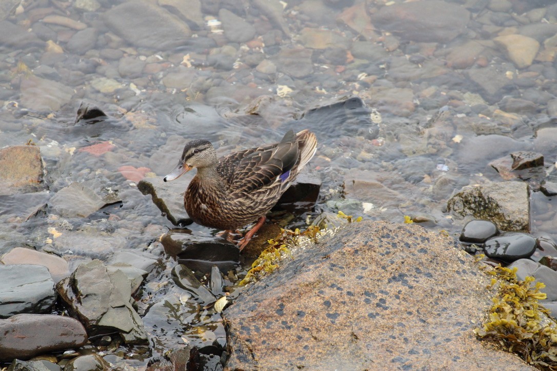 Canard colvert - ML608335164