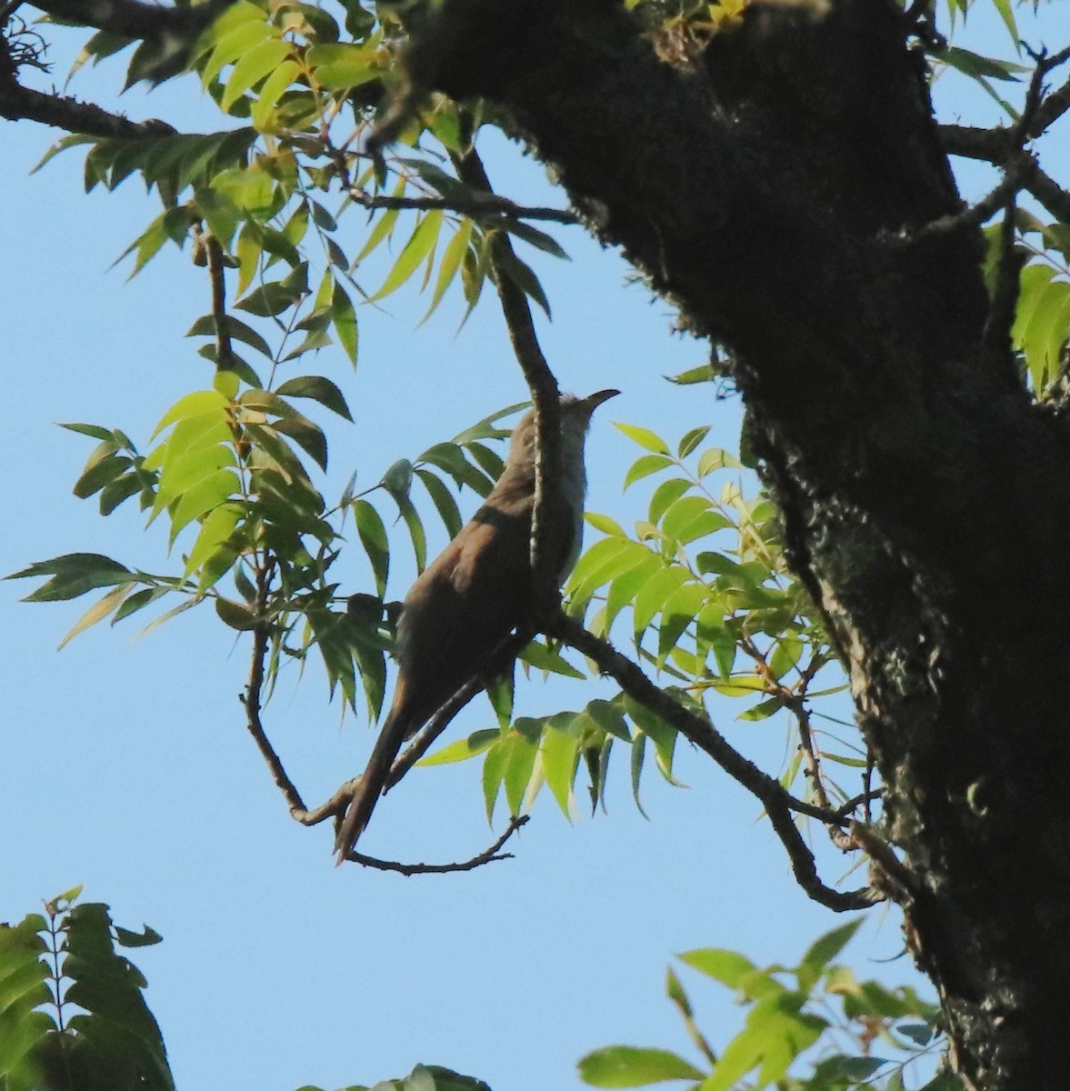 Yellow-billed Cuckoo - ML608335378