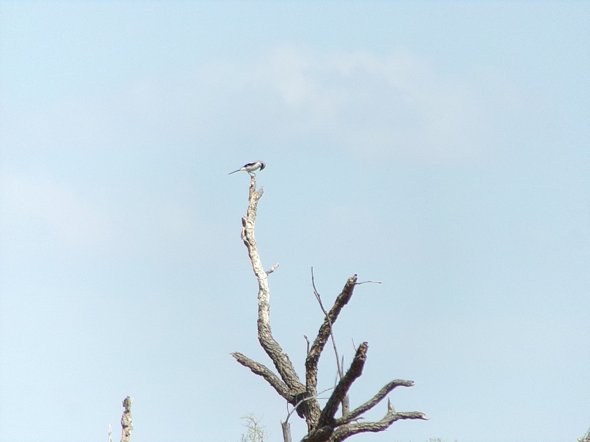 Loggerhead Shrike - Kristos Said Kendall