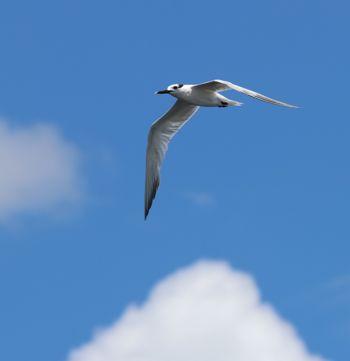 Sandwich Tern - Adam Kent