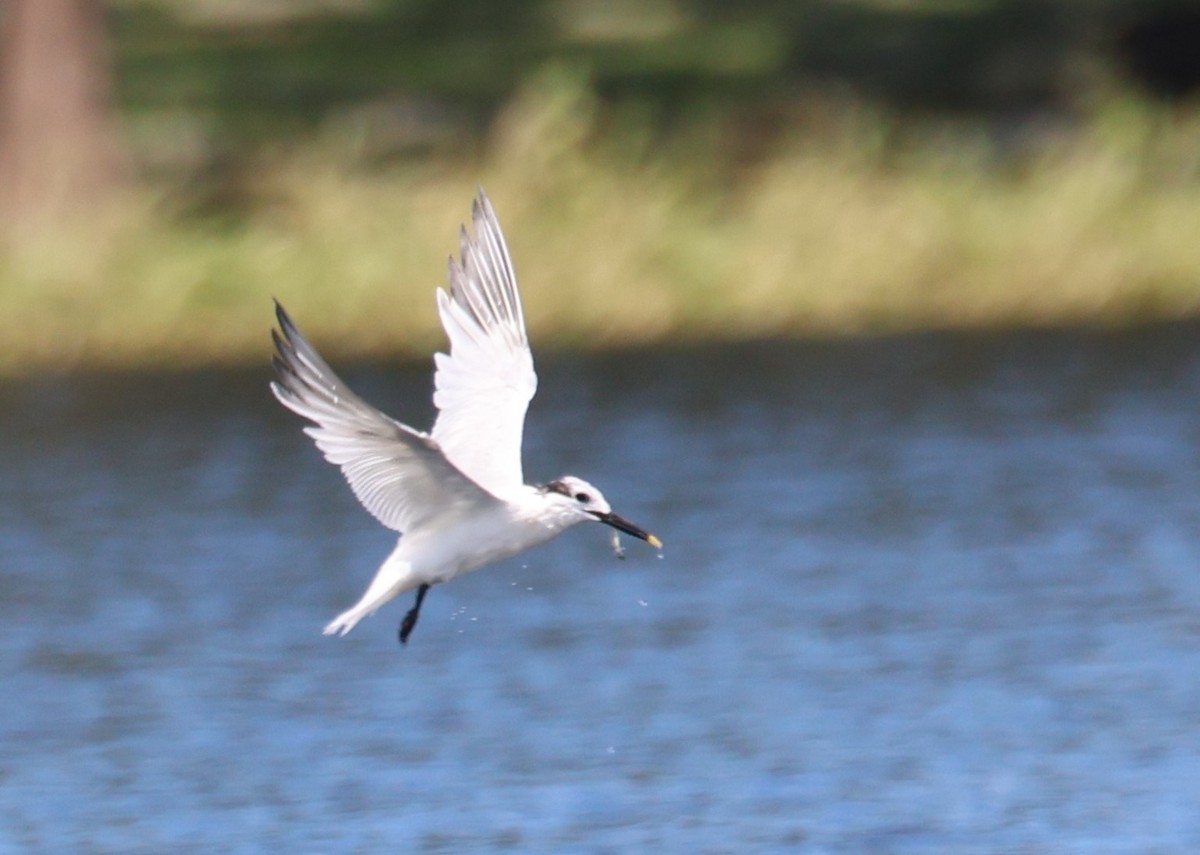 Sandwich Tern - ML608335497