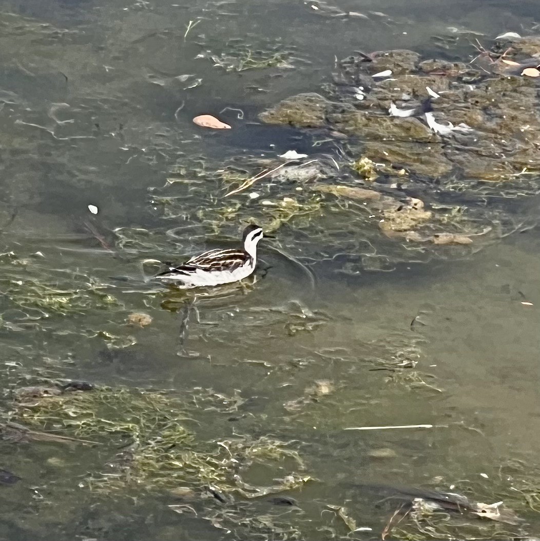 Red-necked Phalarope - ML608335507