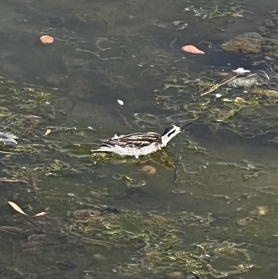 Red-necked Phalarope - ML608335508