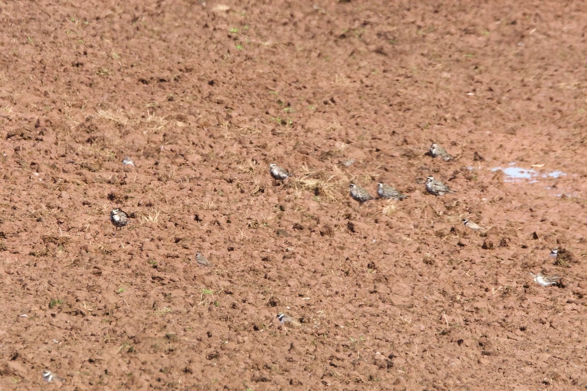 American Golden-Plover - ML608335518