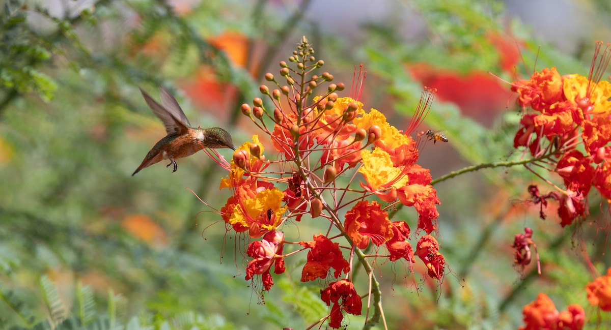 Rufous Hummingbird - Michael Sadat