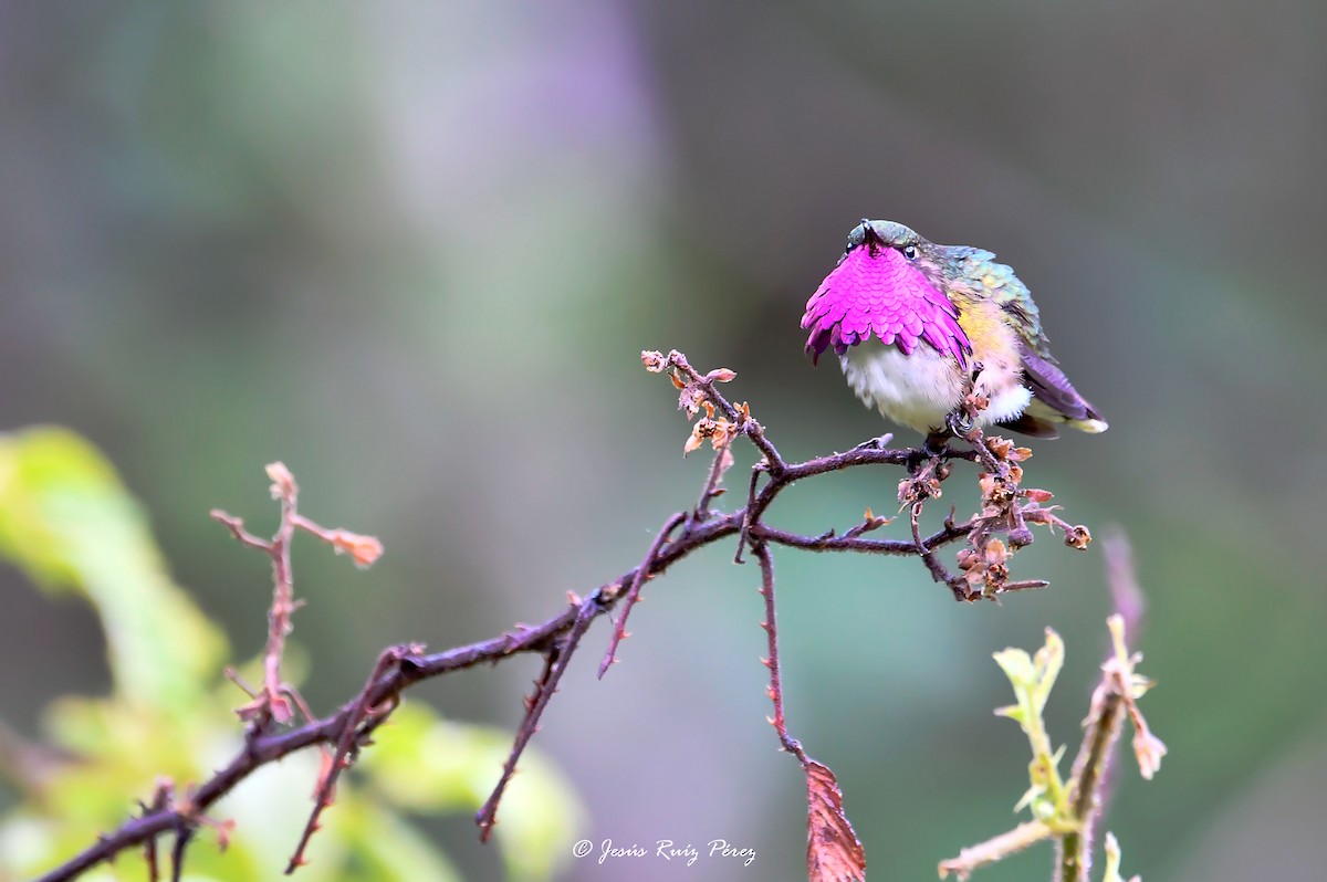 Wine-throated Hummingbird - ML608335636