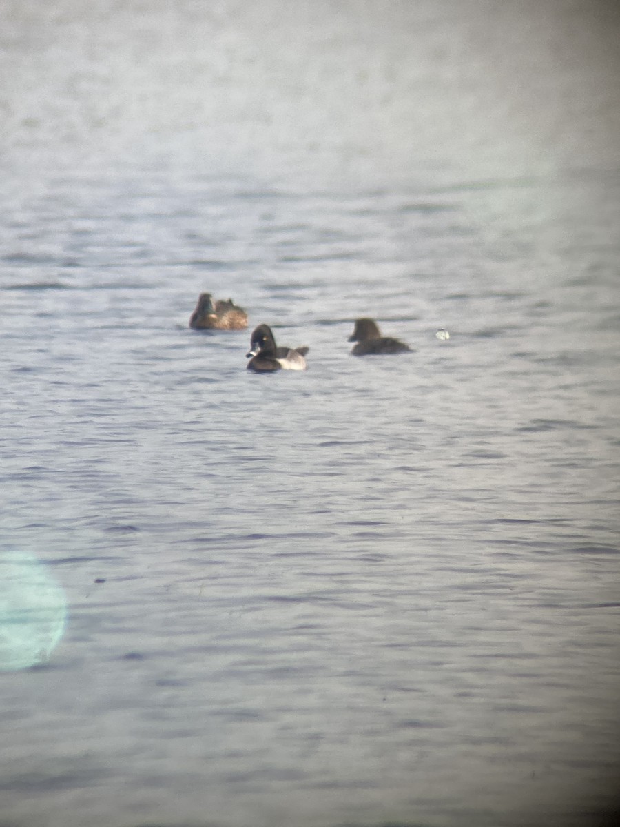 Ring-necked Duck - ML608335648