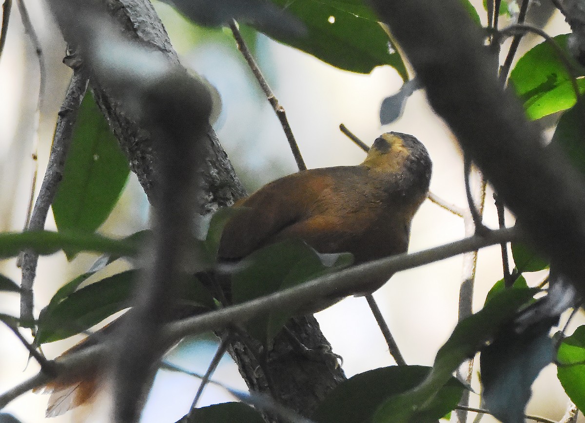 Buff-fronted Foliage-gleaner - Erik Johnson