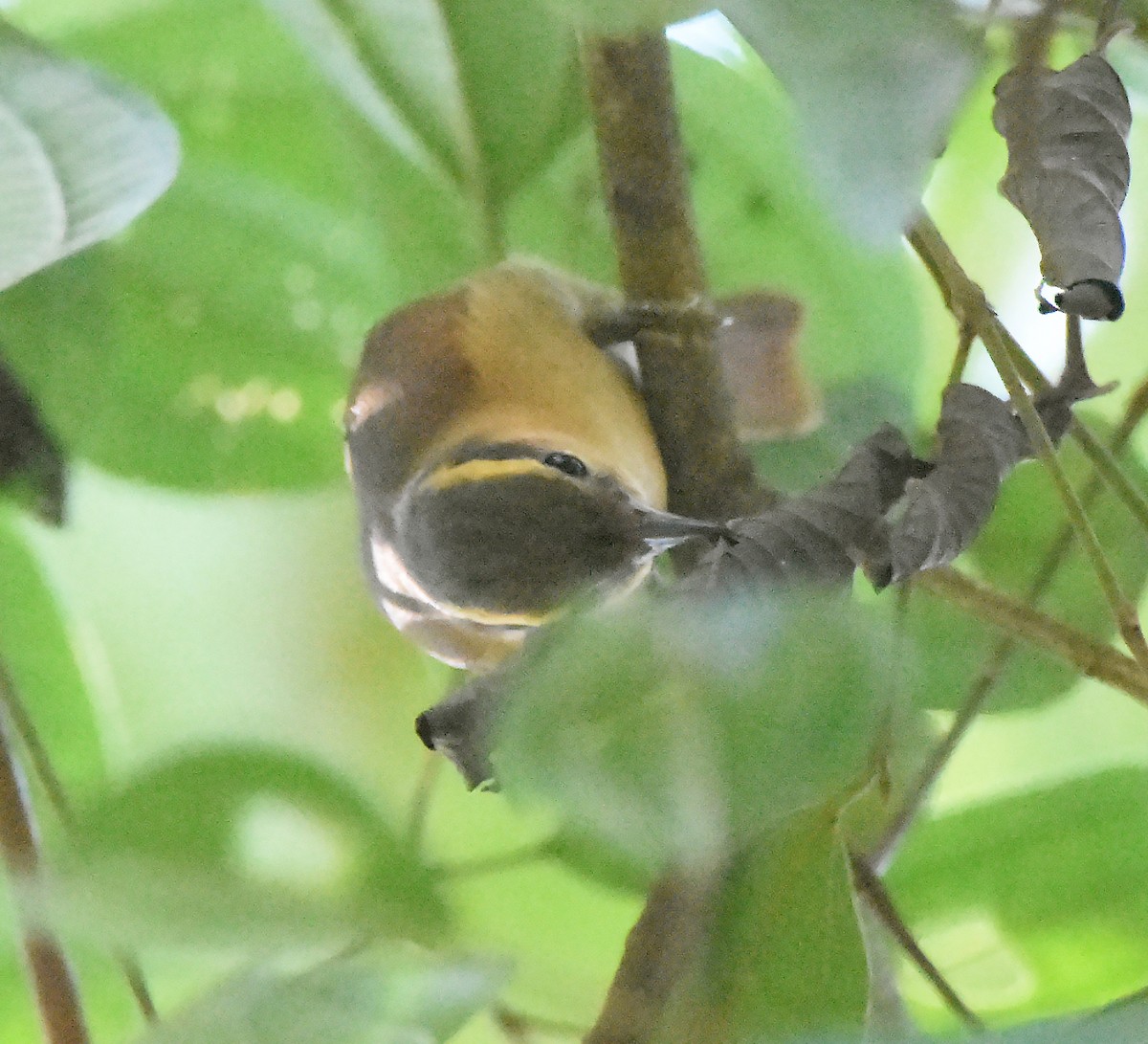 Buff-fronted Foliage-gleaner - Erik Johnson