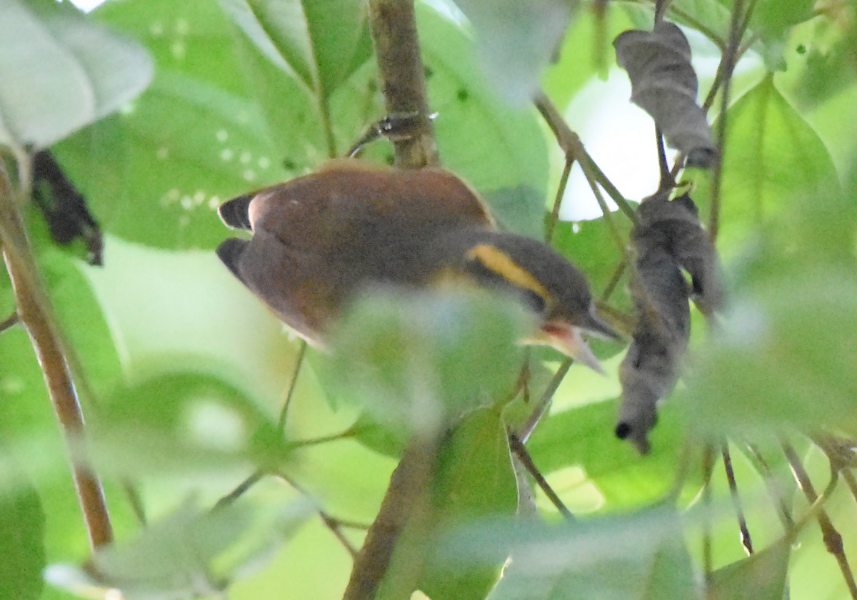 Buff-fronted Foliage-gleaner - ML608335663