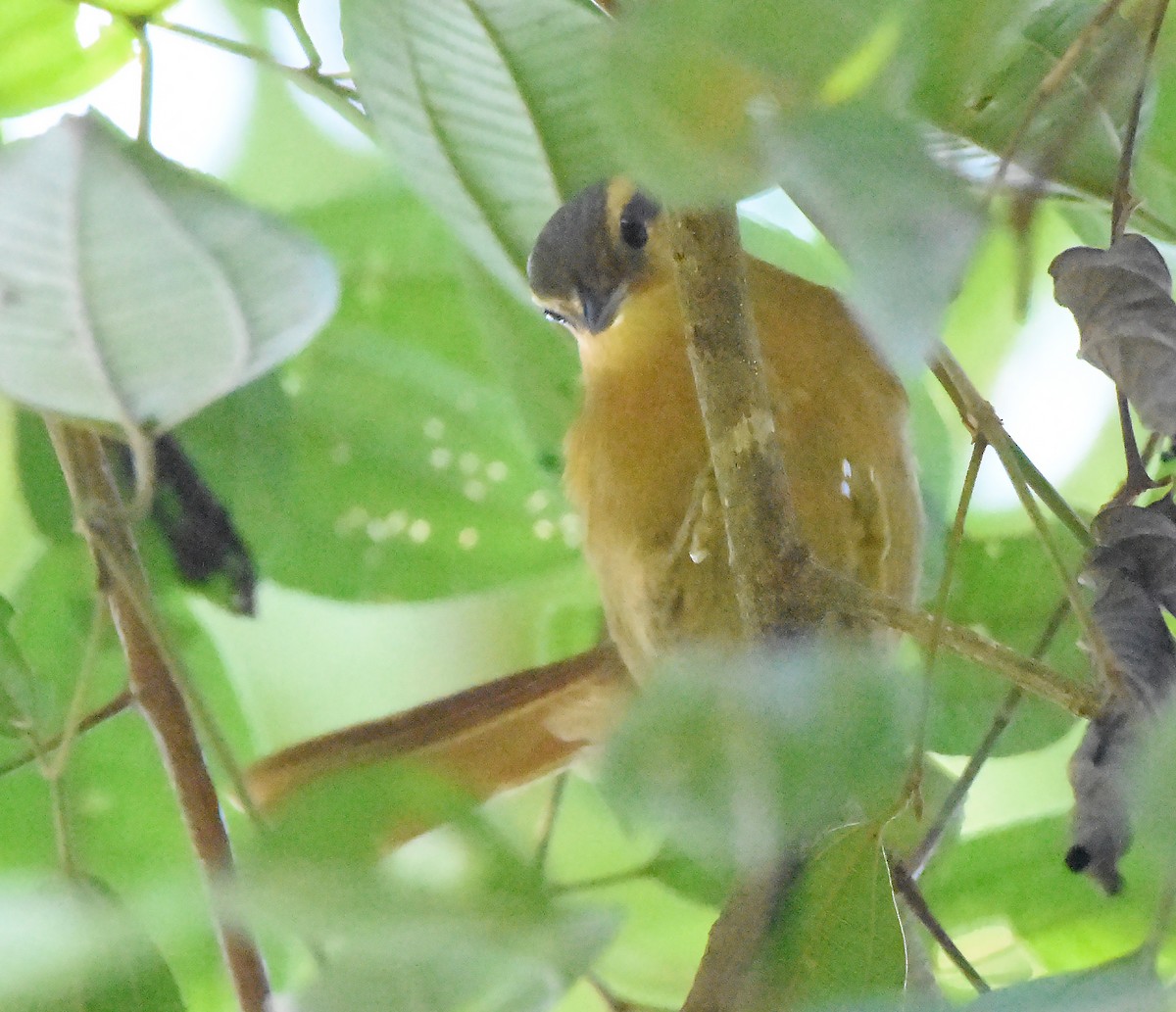 Buff-fronted Foliage-gleaner - Erik Johnson