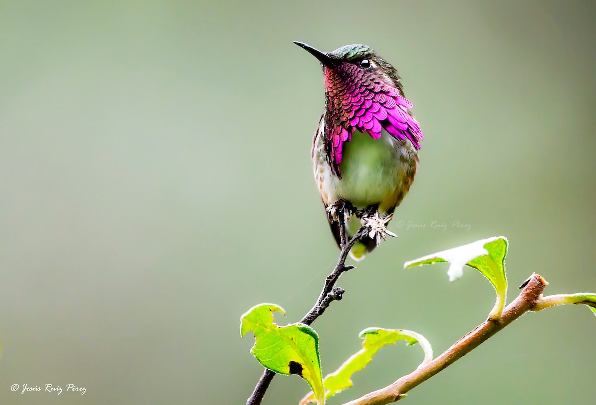 Wine-throated Hummingbird - ML608335672