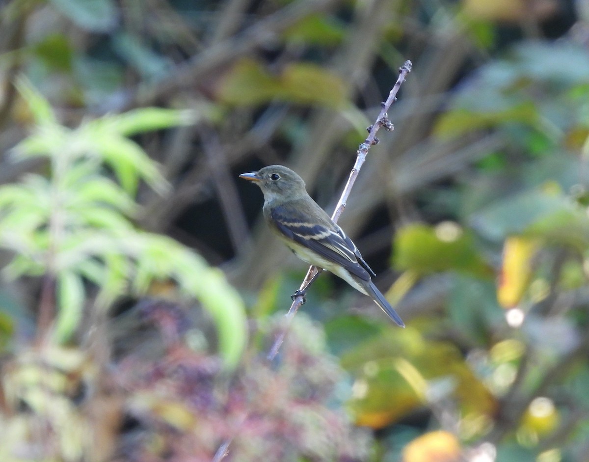 Alder Flycatcher - ML608335712