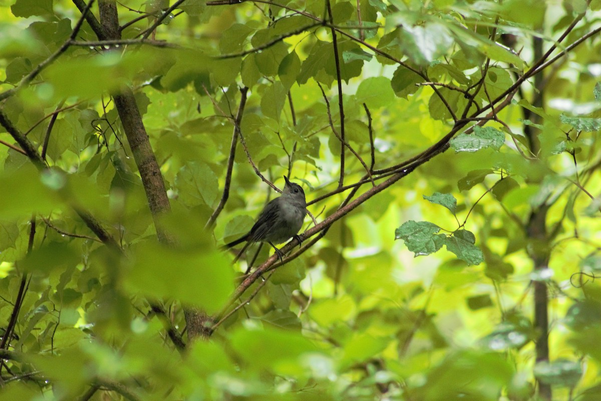 Gray Catbird - ML608335820