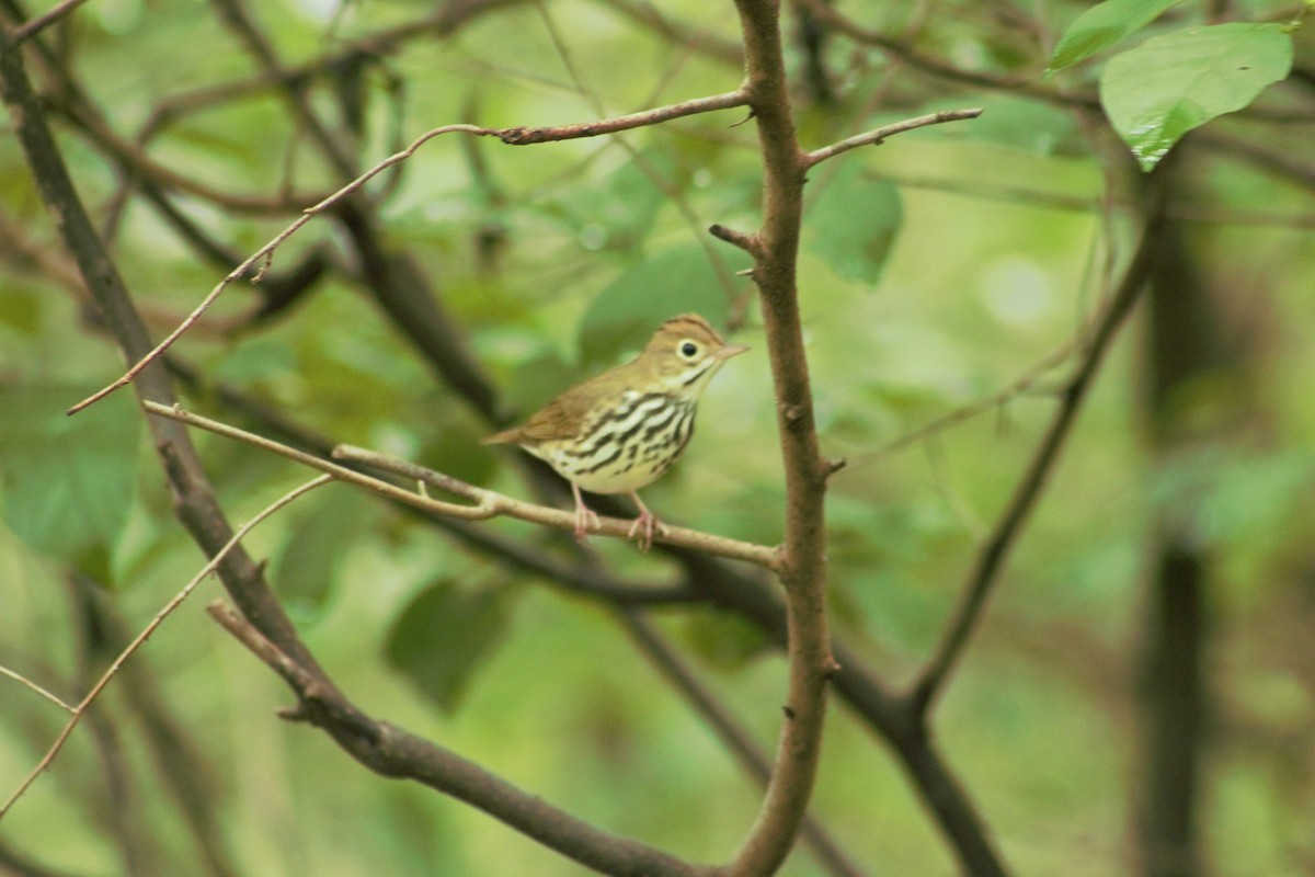 Ovenbird - ML608335878