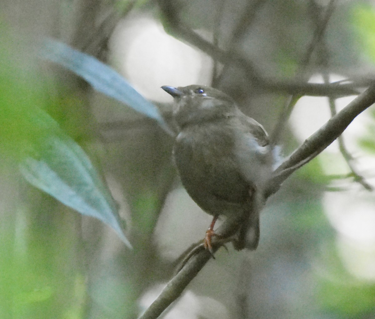 White-bearded Manakin - ML608335883