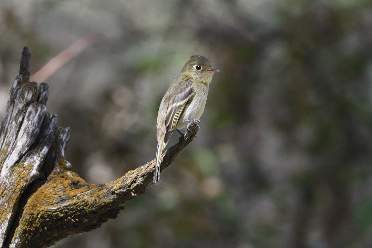 Western Flycatcher (Cordilleran) - ML608335983