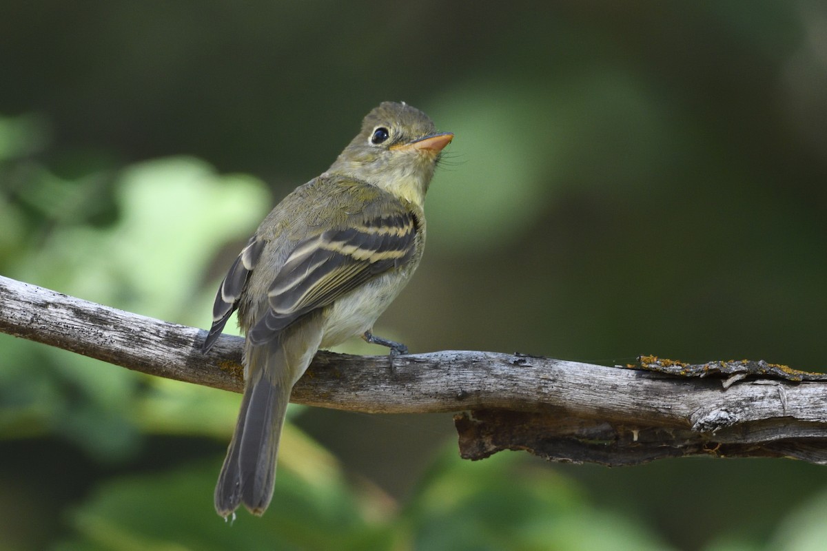 Western Flycatcher (Cordilleran) - ML608335984