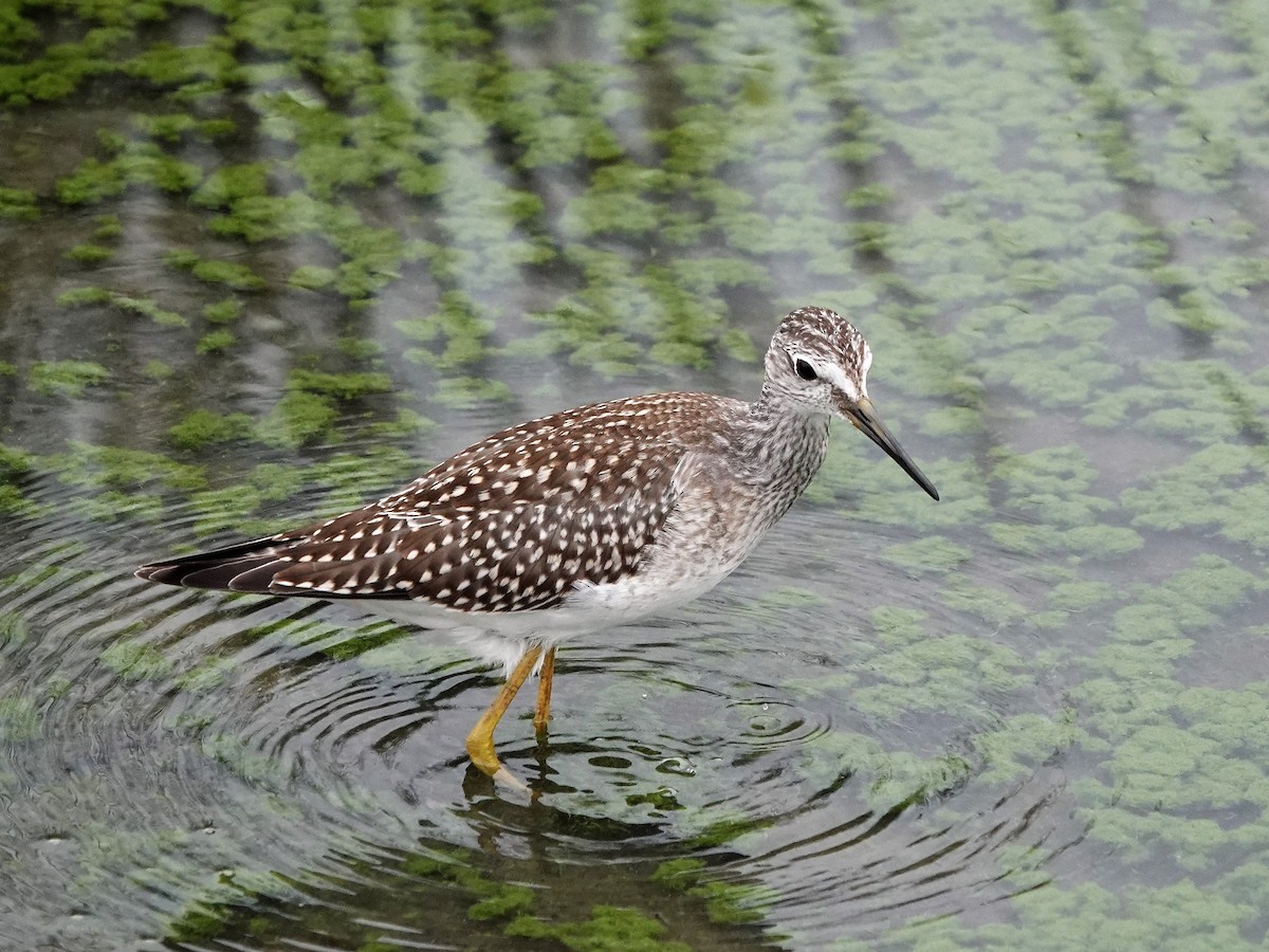 Lesser Yellowlegs - ML608336086