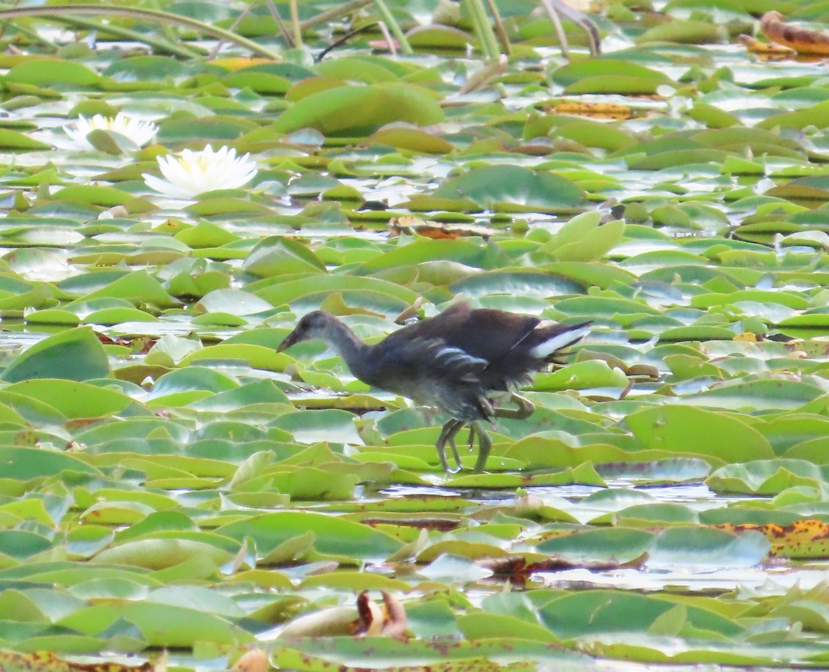 Common Gallinule - ML608336144