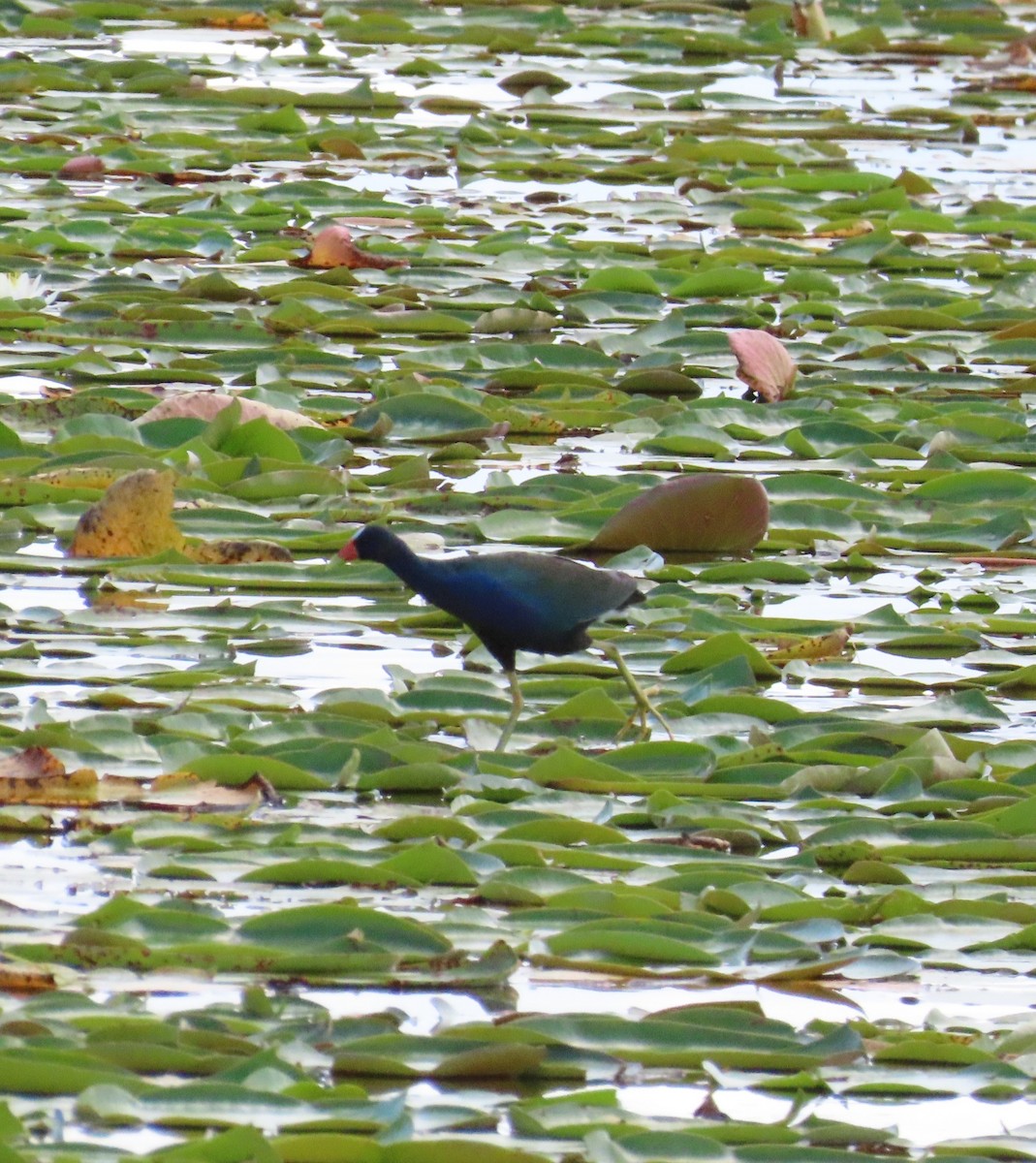 Purple Gallinule - ML608336189