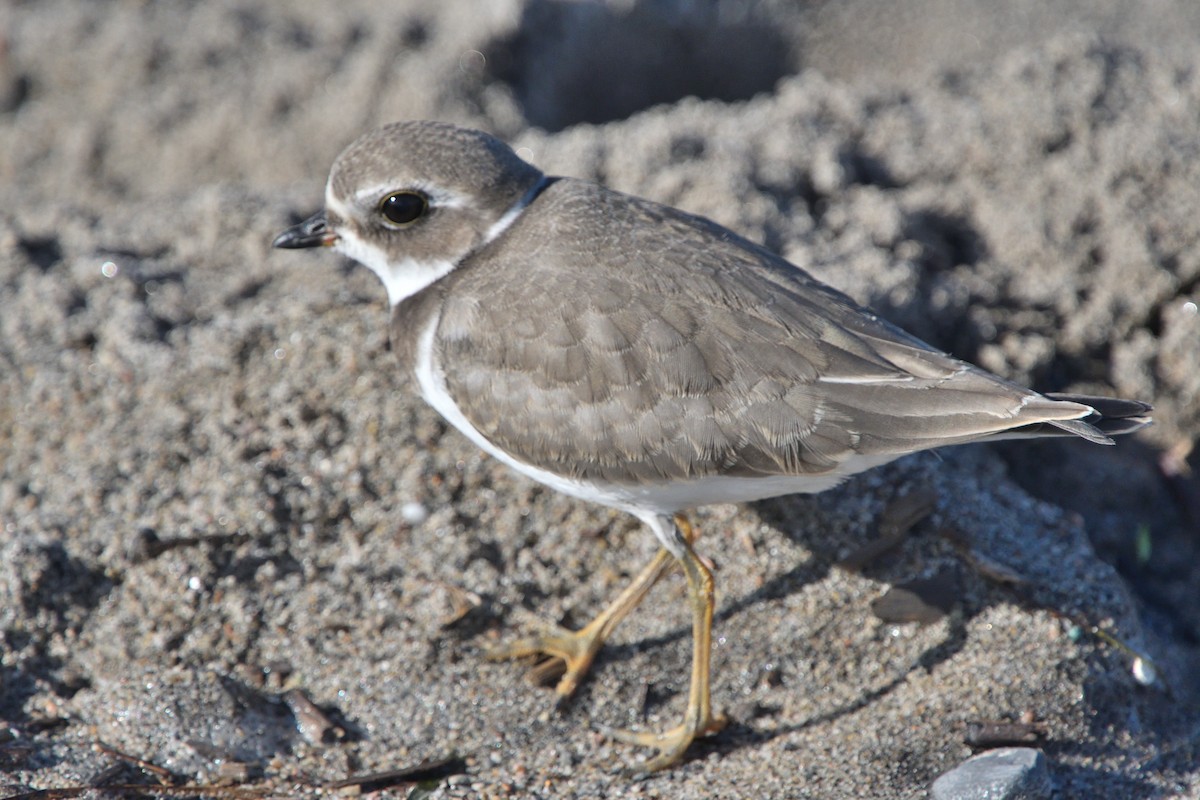 Semipalmated Plover - ML608336195