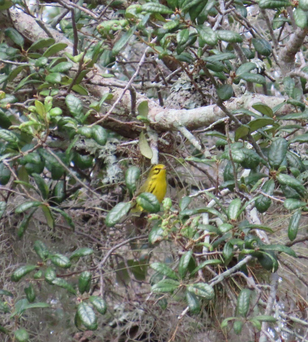 Prairie Warbler - ML608336255