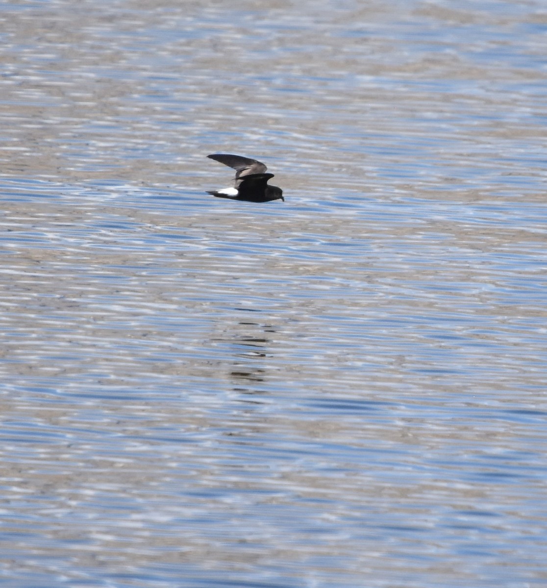 Wedge-rumped Storm-Petrel - ML608336319