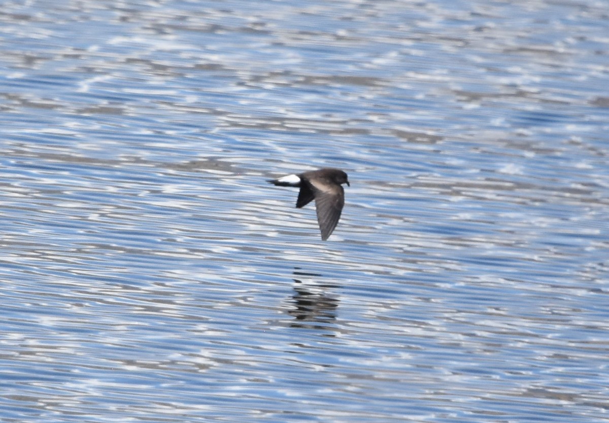 Wedge-rumped Storm-Petrel - ML608336327