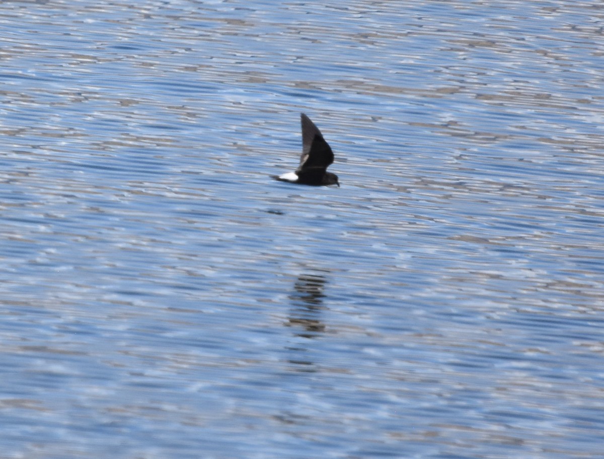 Wedge-rumped Storm-Petrel - Annie Meyer