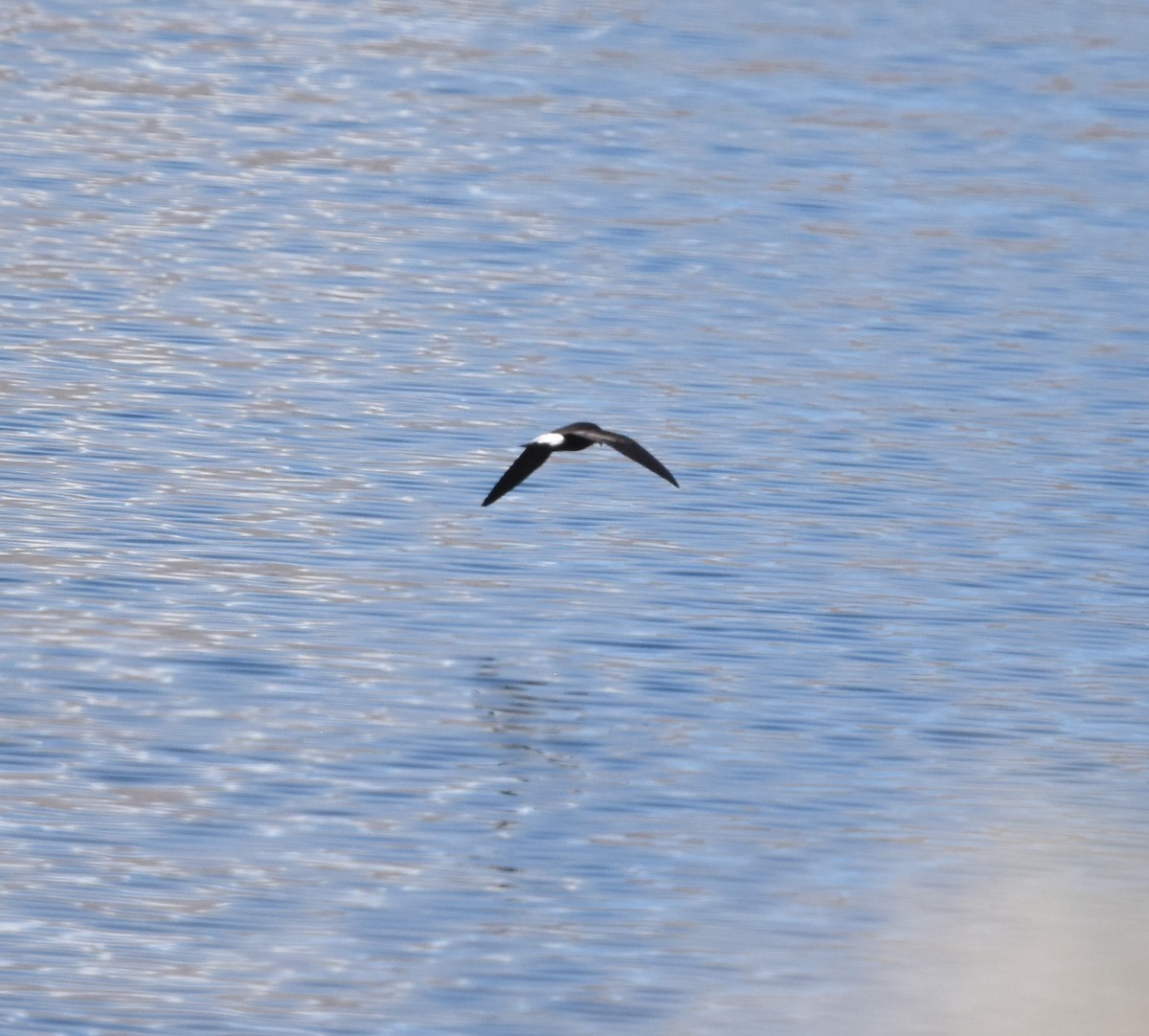 Wedge-rumped Storm-Petrel - Annie Meyer