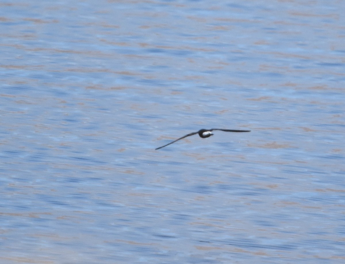 Wedge-rumped Storm-Petrel - ML608336362