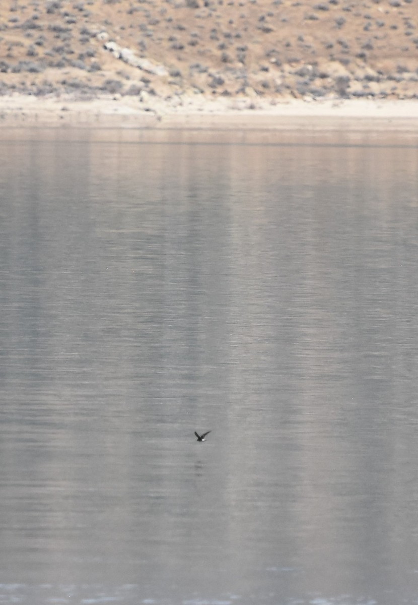 Wedge-rumped Storm-Petrel - ML608336364