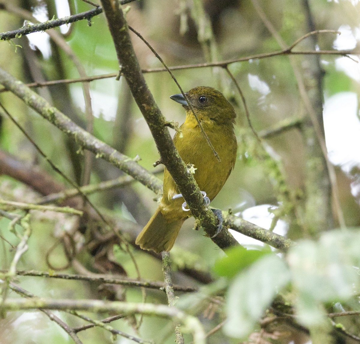 Yellow-green Tanager - Yve Morrell