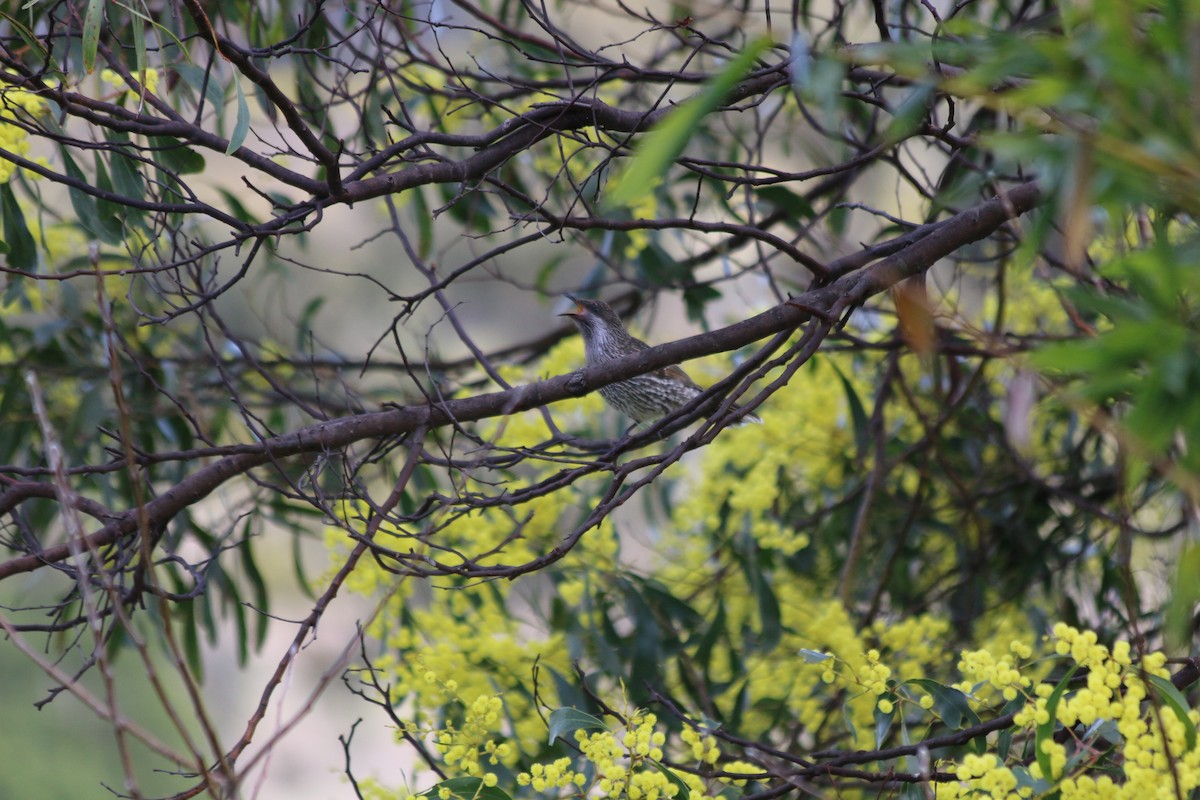 Little Wattlebird - ML608336490