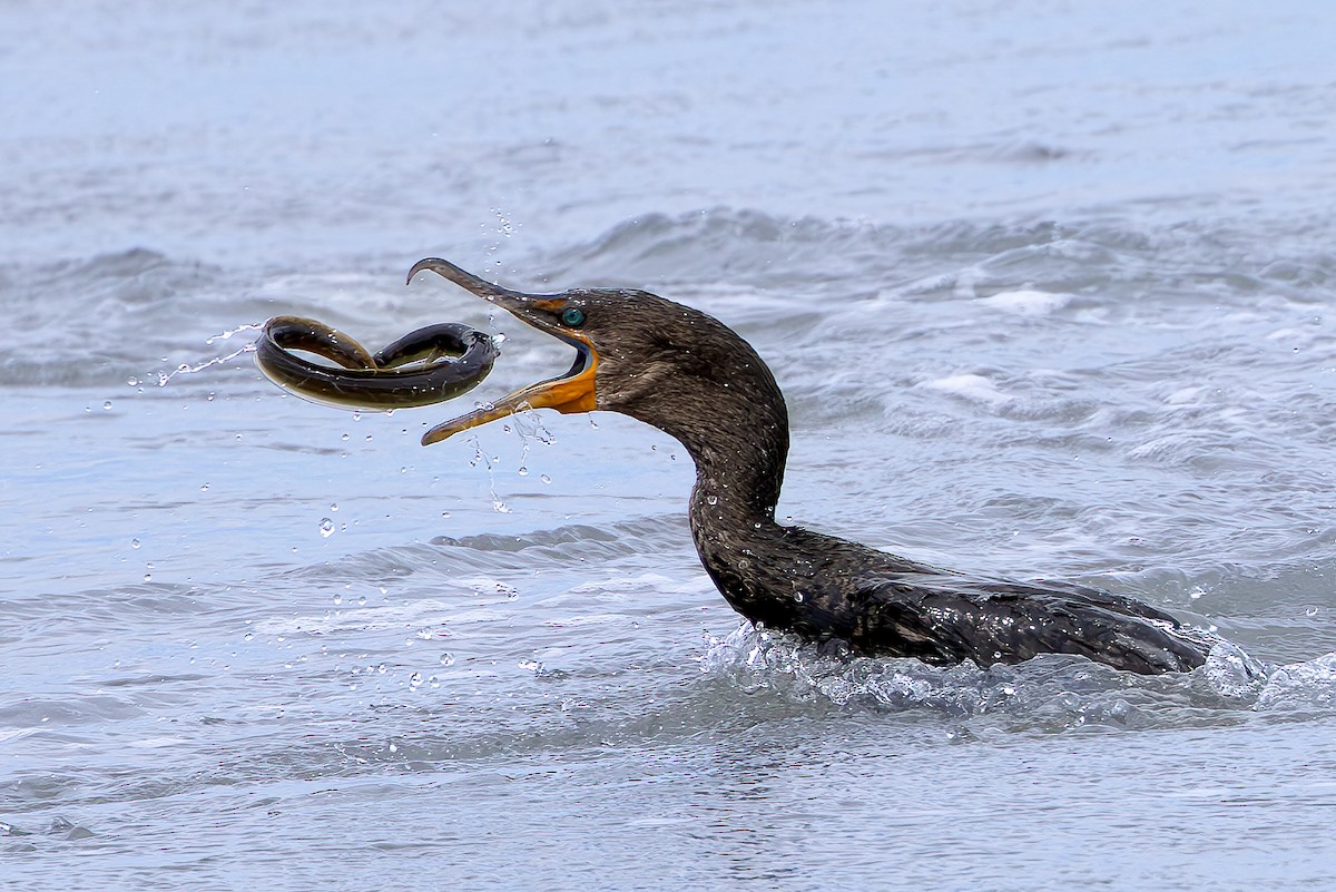 Double-crested Cormorant - ML608336519