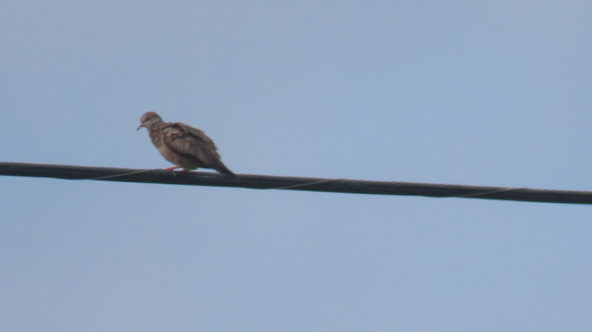 Common Ground Dove - ML608336600