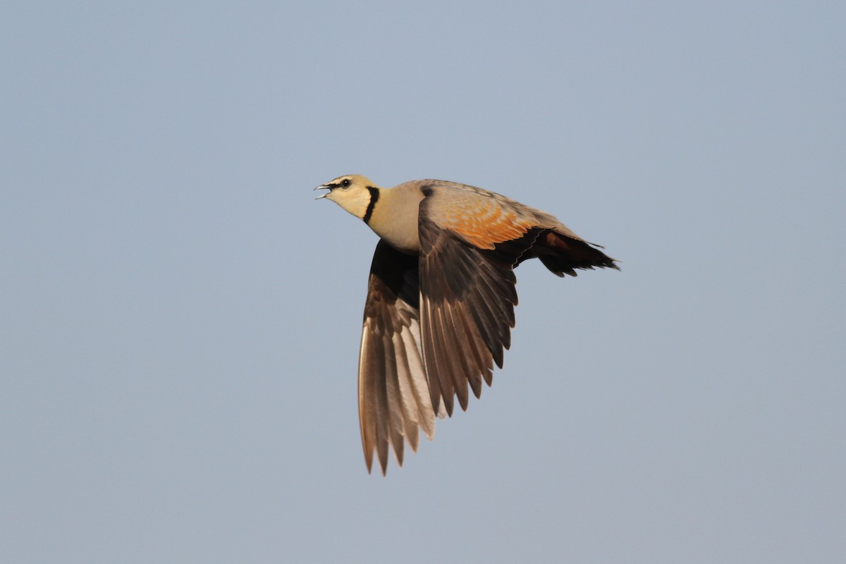 Yellow-throated Sandgrouse - Xabier Remirez