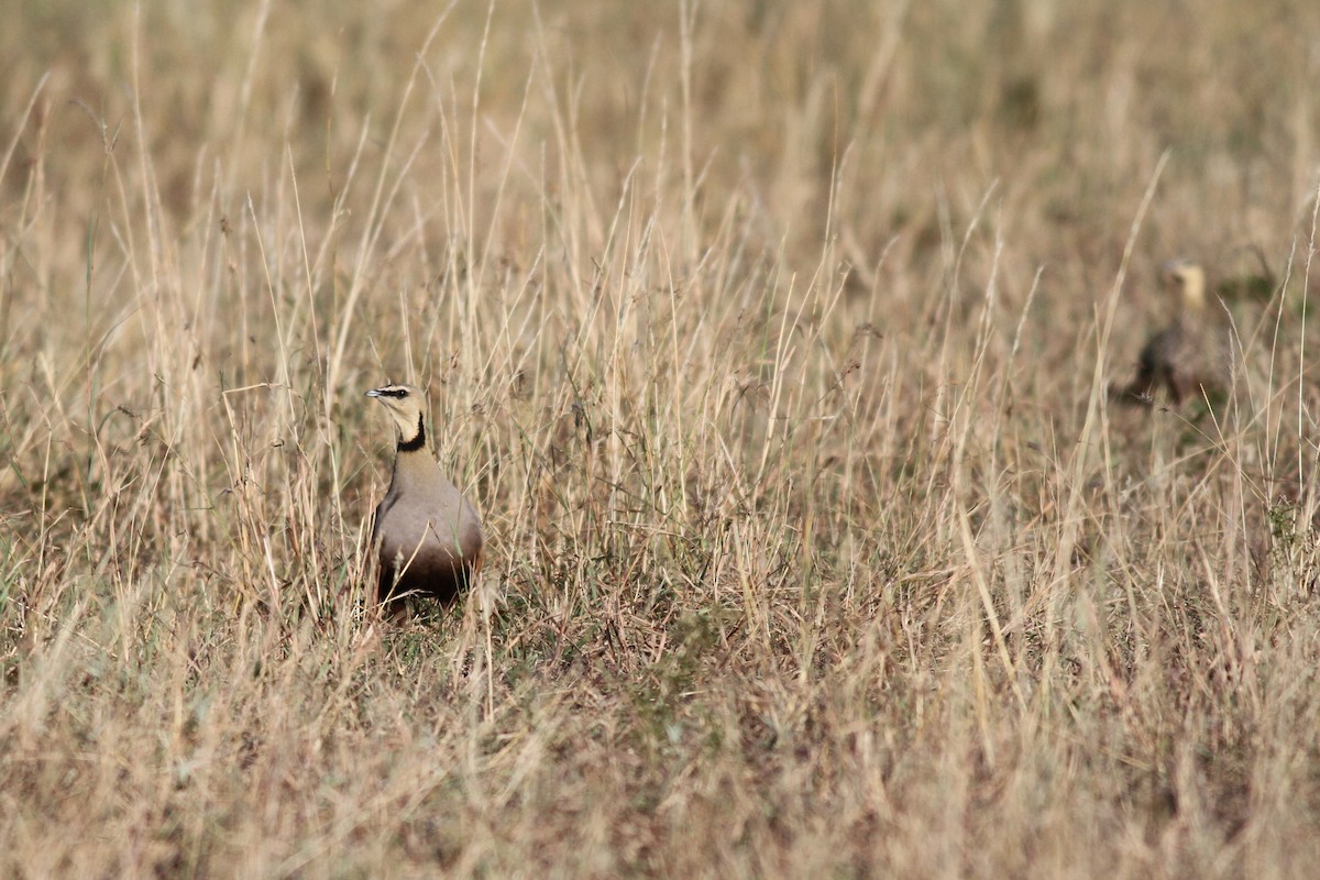 Yellow-throated Sandgrouse - ML608336728