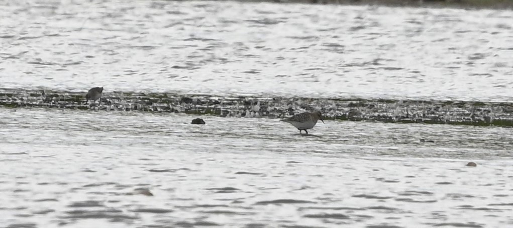 Baird's Sandpiper - ML608336749