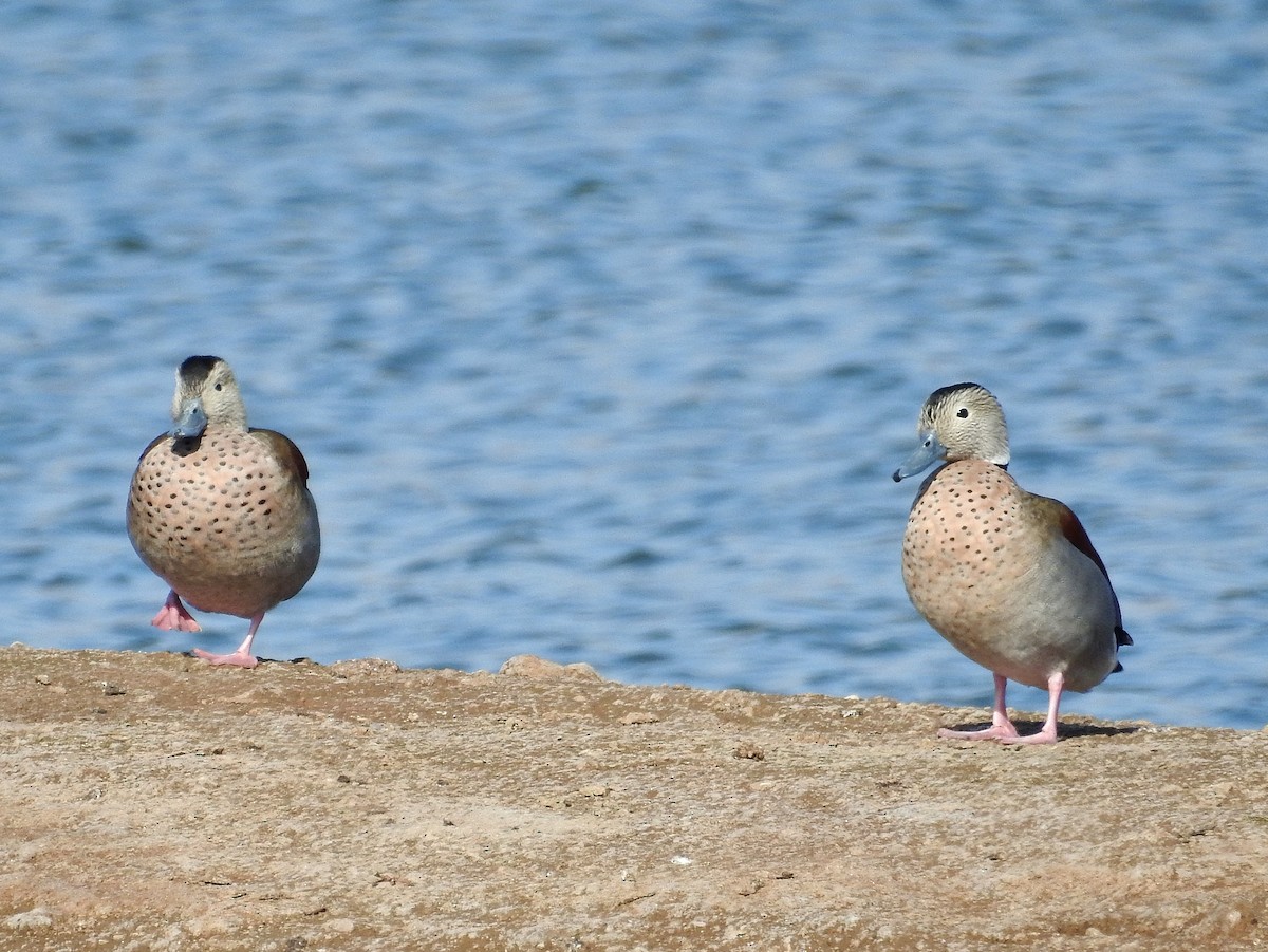 Ringed Teal - ML608336787