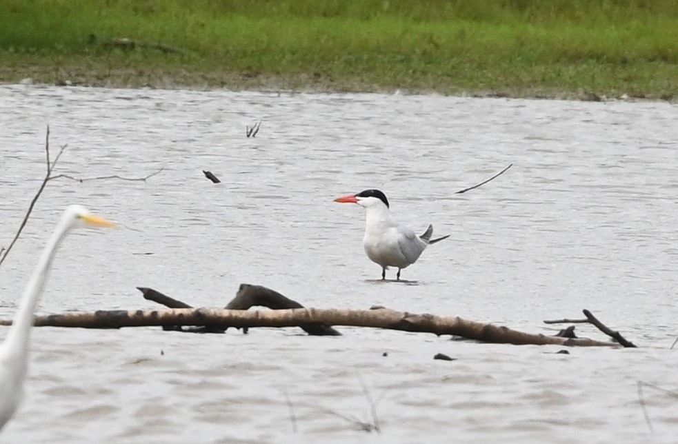 Caspian Tern - ML608336795