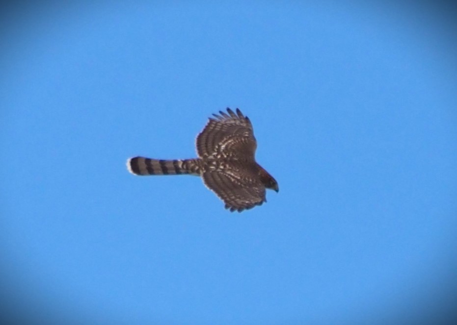 Cooper's Hawk - Dick Cartwright