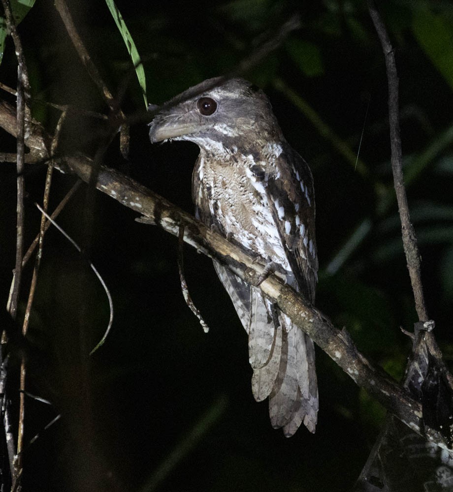 Marbled Frogmouth - ML608336979