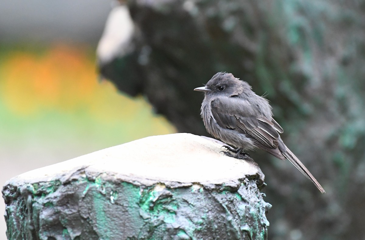 Black Phoebe - ML608337026