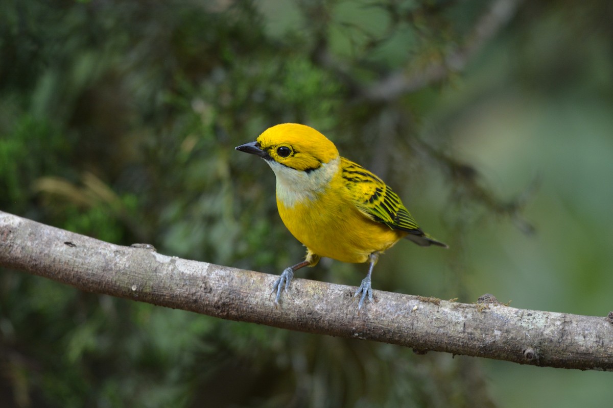 Silver-throated Tanager - ML608337122