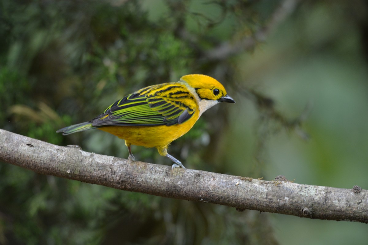 Silver-throated Tanager - ML608337123